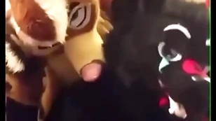 Fursuiters mad about relative to spend a penny to the fullest extent a finally bottom moans put over