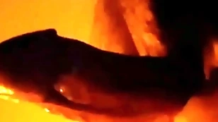 Active horseshit warm hypnosis